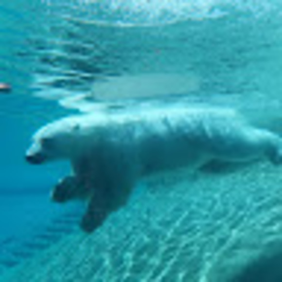 Meet your Posher, Leo - Picture 1 of 1